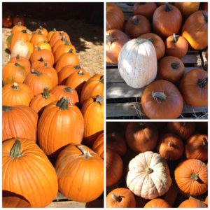 pumpkin-blog
